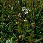 Euphrasia hirtella flower picture by Philippe BARDET (cc-by-sa)