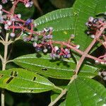 Miconia affinis leaf picture by Nelson Zamora Villalobos (cc-by-nc)