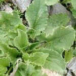 Doronicum grandiflorum leaf picture by Françoise Boulanger (cc-by-sa)