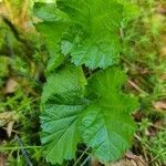 Rubus chamaemorus leaf picture by Jarle Monstad (cc-by-sa)