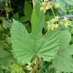 Humulus lupulus leaf picture by Simone Riva (cc-by-sa)