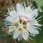 Passiflora foetida flower picture by VIVAS JESÚS (cc-by-sa)