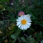 Bellis perennis flower picture by Claude Cembalo (cc-by-sa)