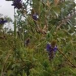 Dalea coerulea flower picture by Subia John (cc-by-sa)