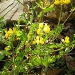 Coronilla vaginalis flower picture by Rocchi Sara (cc-by-sa)