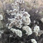 Solidago gigantea fruit picture by geneve perma (cc-by-sa)