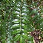 Polyscias crenata leaf picture by David Weisz (cc-by-sa)