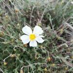 Helianthemum almeriense flower picture by Sarompas Cazorla Carlos Enrique (cc-by-sa)