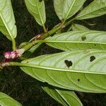 Drymonia stenophylla leaf picture by Nelson Zamora Villalobos (cc-by-nc)