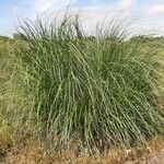 Cortaderia selloana habit picture by Monteiro Henrique (cc-by-sa)