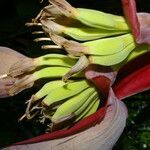 Musa textilis flower picture by Nelson Zamora Villalobos (cc-by-nc)