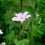 Geranium versicolor flower picture by Emi F (cc-by-sa)