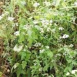 Torilis japonica habit picture by Philippe Levarlet (cc-by-sa)