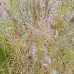 Eragrostis minor flower picture by Drahota Jan (cc-by-sa)