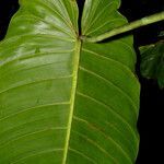 Philodendron sagittifolium leaf picture by Nelson Zamora Villalobos (cc-by-nc)