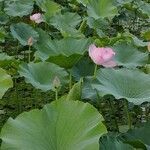 Nelumbo nucifera habit picture by Dieter Albrecht (cc-by-sa)