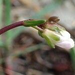 Arabis scabra flower picture by Yoan MARTIN (cc-by-sa)