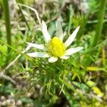 Anemone decapetala flower picture by Trap Hers (cc-by-sa)