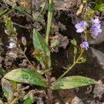 Veronica anagallis-aquatica habit picture by Groupe Botanique de Bruxelles (cc-by-sa)