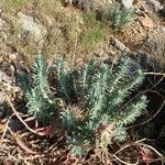 Euphorbia rigida habit picture by Sylvain Piry (cc-by-sa)