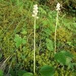 Pyrola minor habit picture by Antonio Ezquerro A. (cc-by-sa)