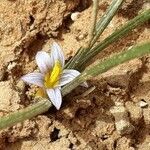 Romulea bulbocodium habit picture by Hadji Hsb (cc-by-sa)