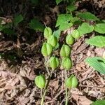 Hyacinthoides non-scripta fruit picture by Bailly Jean-Pierre (cc-by-sa)