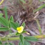 Stylosanthes fruticosa flower picture by Maarten Vanhove (cc-by-sa)