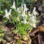 Linaria triphylla habit picture by Sergio costantini (cc-by-sa)