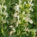 Salvia austriaca flower picture by Radu Nicolau (cc-by-sa)