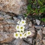 Saxifraga caesia flower picture by Alain Tallaron (cc-by-sa)