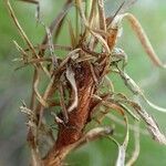 Carex humilis fruit picture by Yoan MARTIN (cc-by-sa)