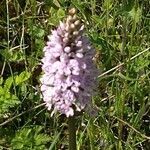 Dactylorhiza fuchsii flower picture by Barry Cornelius (cc-by-sa)