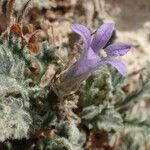 Campanula topaliana flower picture by Sylvain Piry (cc-by-sa)