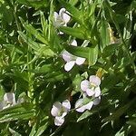 Gratiola officinalis flower picture by Alain Lagrave (cc-by-sa)