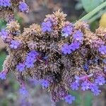 Verbena bonariensis fruit picture by Else Nolden (cc-by-sa)