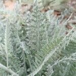 Achillea clypeolata leaf picture by Julien (cc-by-sa)