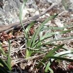 Allium lusitanicum habit picture by Yoan MARTIN (cc-by-sa)