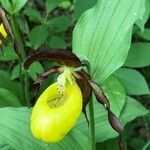 Cypripedium calceolus flower picture by Alex (cc-by-sa)