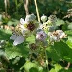 Rubus pruinosus flower picture by Alizée Jung (cc-by-sa)