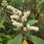 Miconia hyemalis flower picture by Leandro da silva pereira (cc-by-sa)