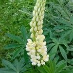 Lupinus polyphyllus flower picture by troglo (cc-by-sa)