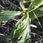 Oenothera stricta leaf picture by Nikipedia (cc-by-sa)