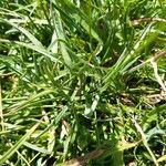 Armeria pubinervis leaf picture by Eric Rebsamen (cc-by-sa)