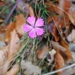 Dianthus carthusianorum flower picture by Jozef Lacko (cc-by-sa)