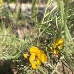 Senna artemisioides flower picture by Karen Stasevich (cc-by-sa)