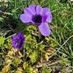 Anemone coronaria habit picture by sophie lao (cc-by-sa)