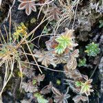 Potentilla nivalis leaf picture by Fabien Anthelme (cc-by-sa)