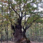 Quercus petraea habit picture by Collados Ana (cc-by-sa)