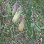 Crotalaria sagittalis fruit picture by Deedra Alexander (cc-by-sa)